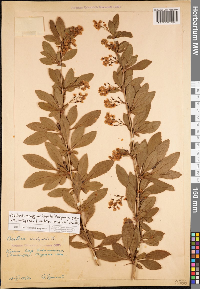 Berberis spryginii photo 2