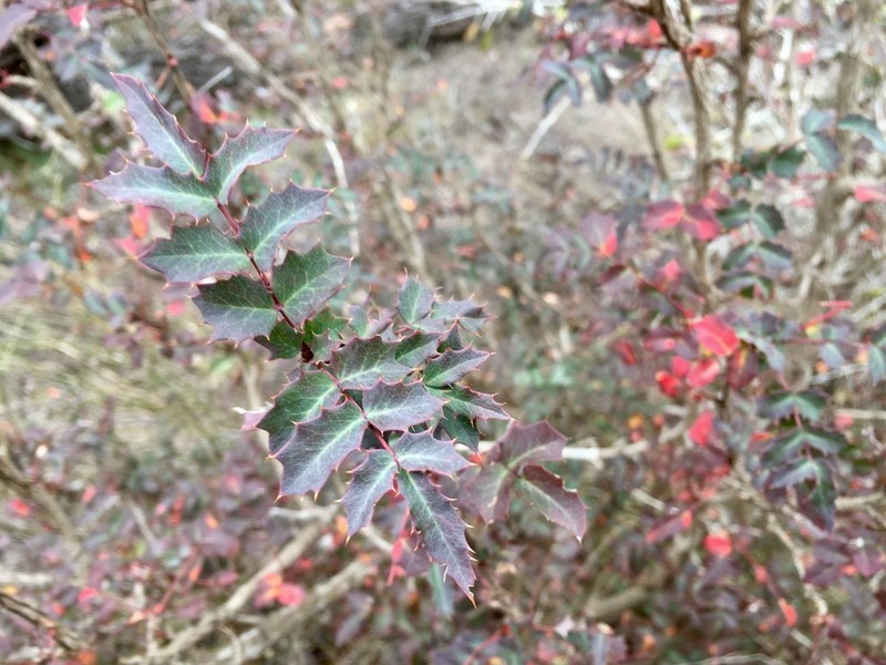Texas Barberry