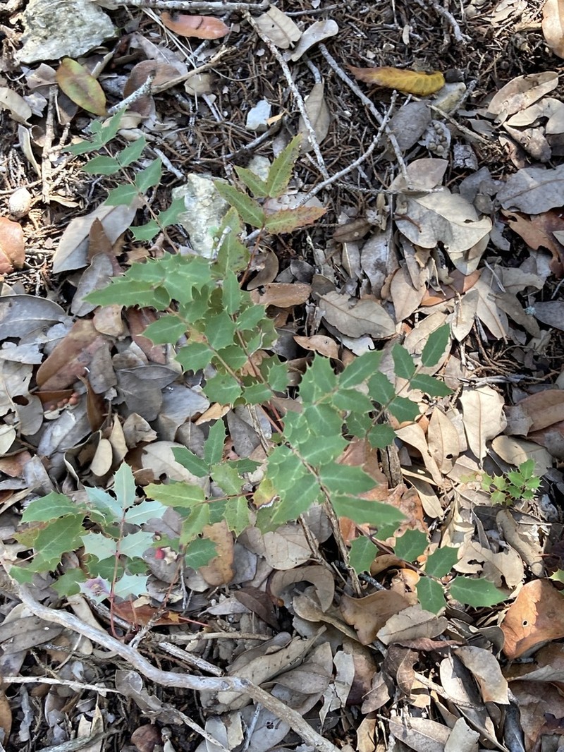 Texas Barberry photo 2