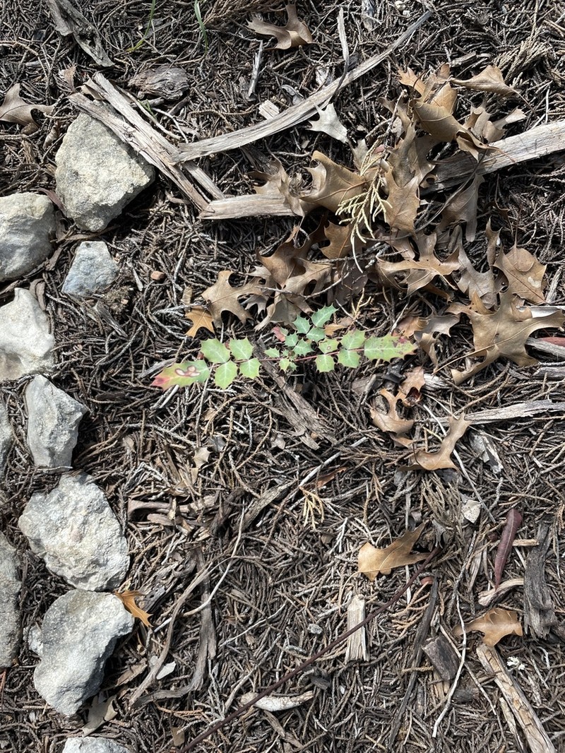 Texas Barberry photo 3