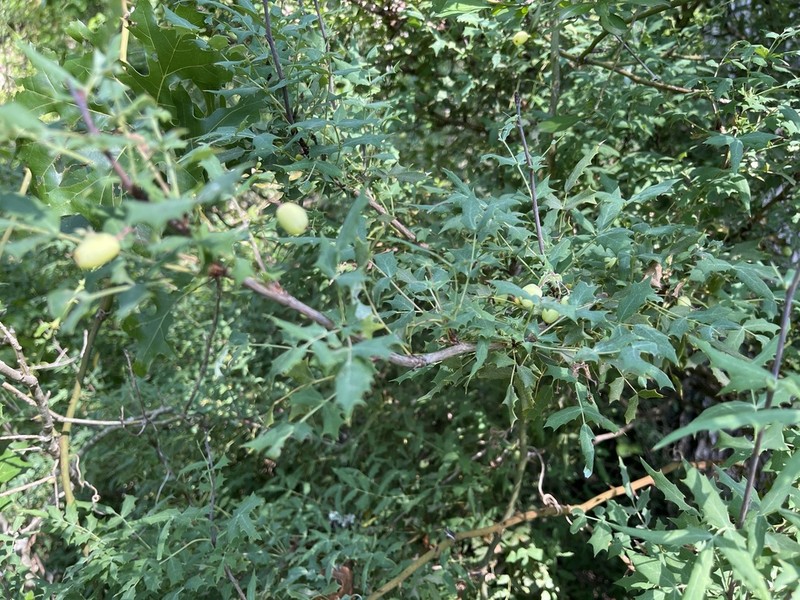 Texas Barberry photo 4