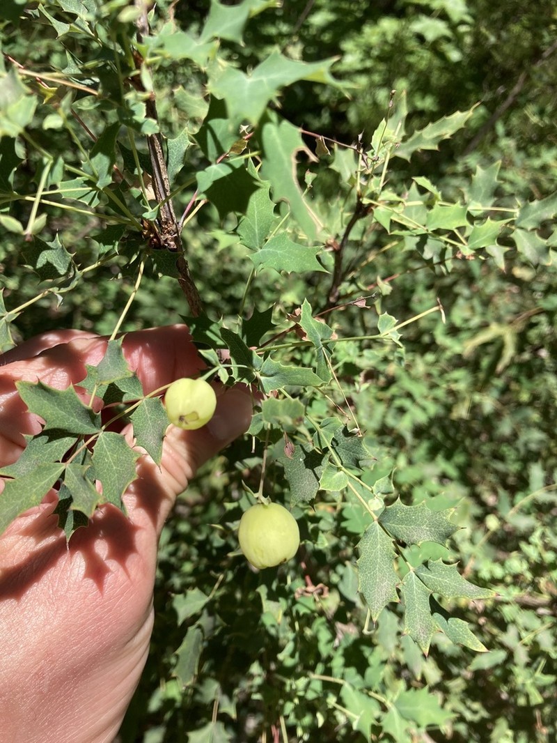 Texas Barberry photo 5