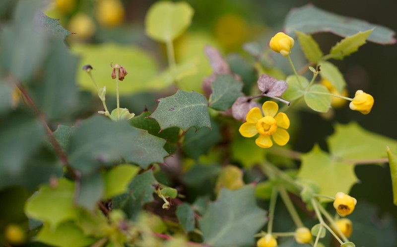 Texas Barberry photo 6