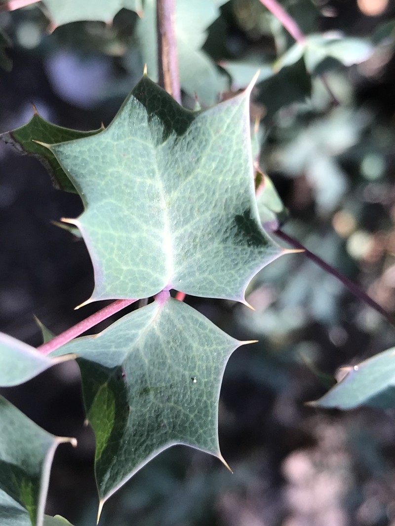 Texas Barberry photo 7
