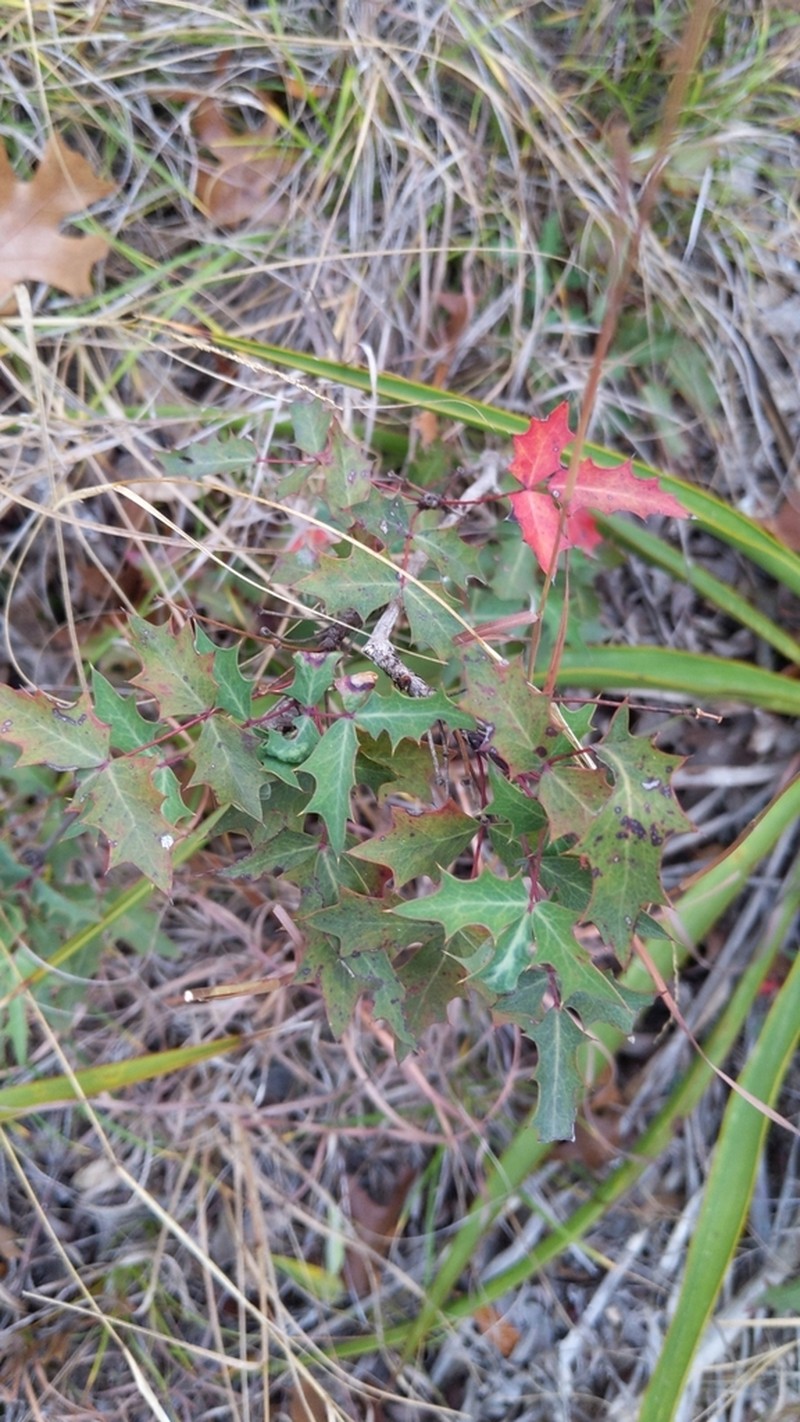 Texas Barberry photo 8
