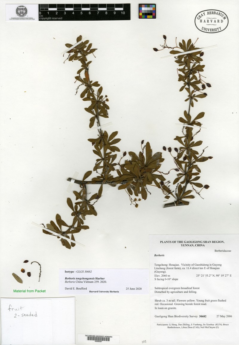 Berberis tengchongensis