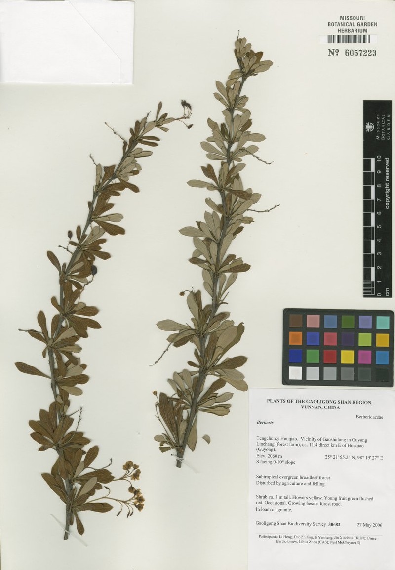 Berberis tengchongensis photo 2