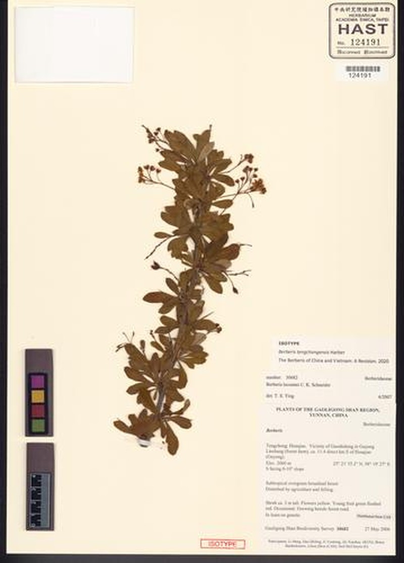 Berberis tengchongensis photo 3