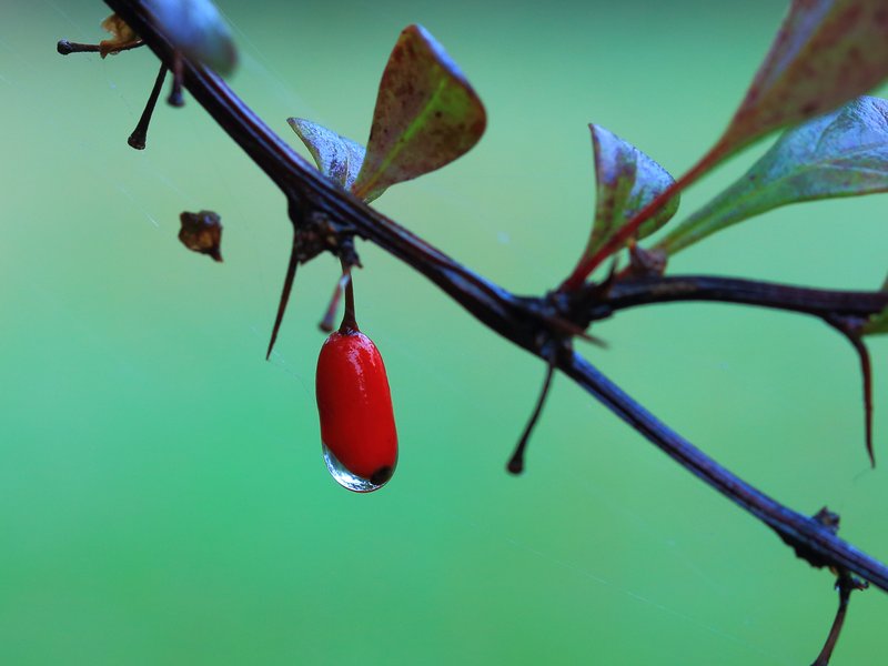 Japanese Barberry photo 2