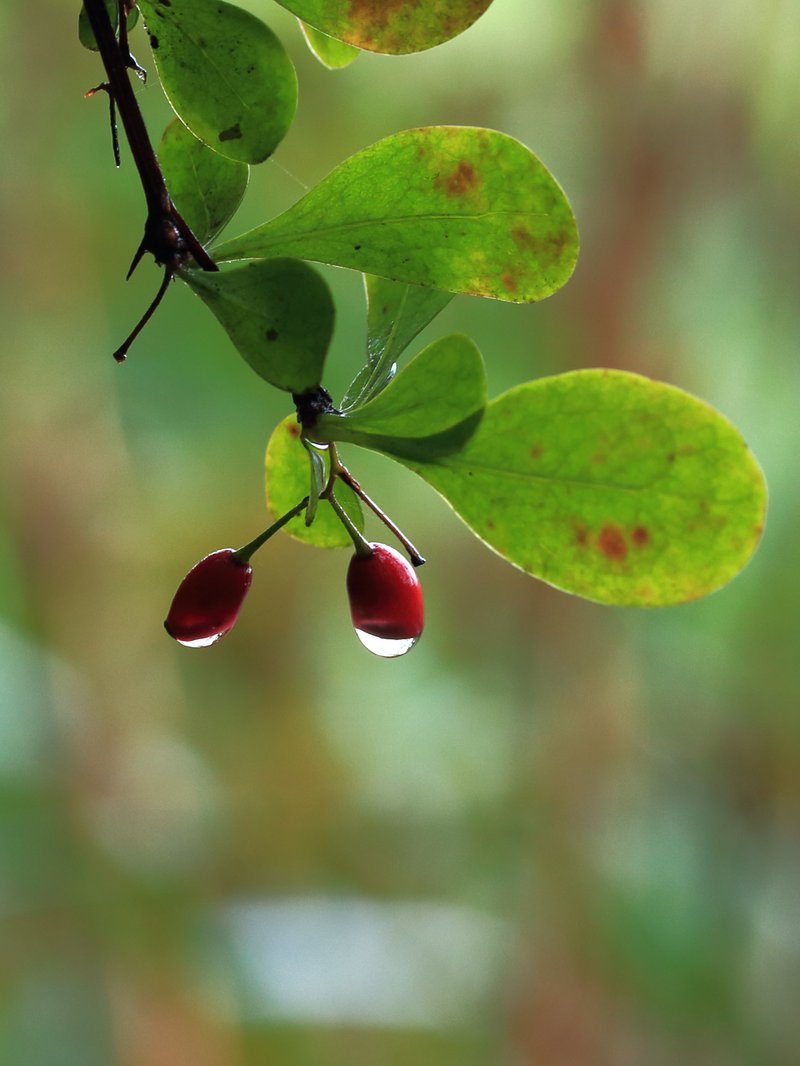 Japanese Barberry photo 3