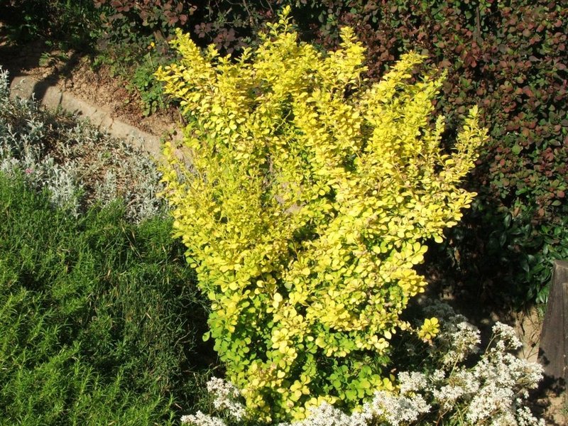 Japanese Barberry photo 4