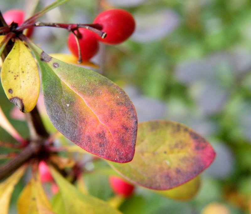 Japanese Barberry photo 5