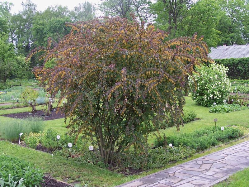 Japanese Barberry photo 6