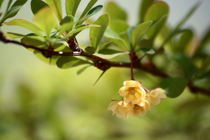 Japanese Barberry photo 7