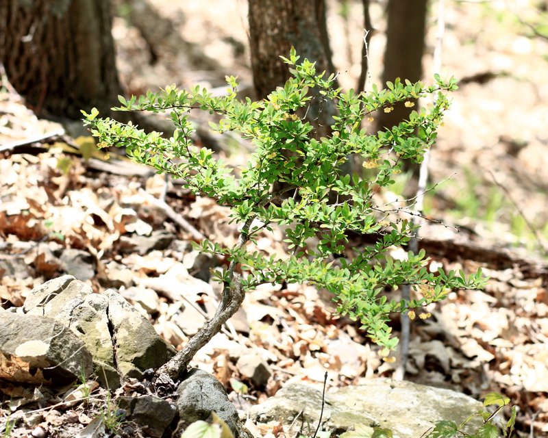 Japanese Barberry photo 8