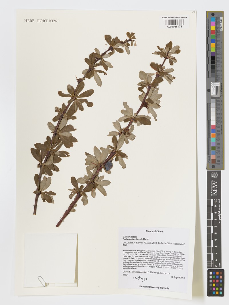 Berberis tianchiensis
