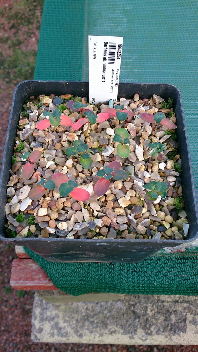 Berberis tianchiensis photo 2