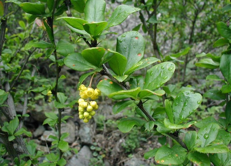 Common Barberry photo 4