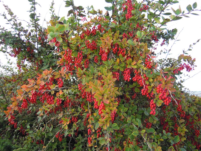 Common Barberry photo 5