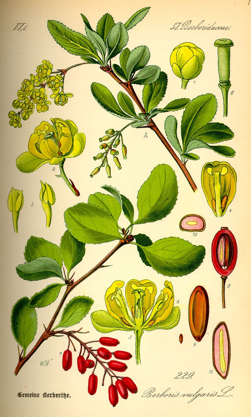 Common Barberry