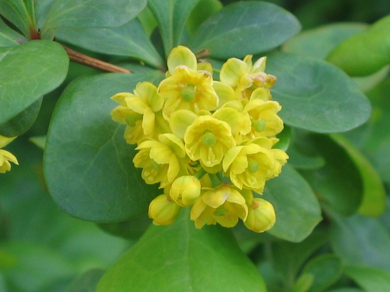 Common Barberry photo 7