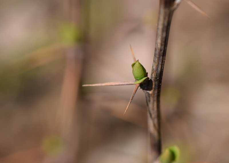 Common Barberry photo 8