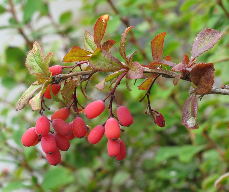 Common Barberry photo 2