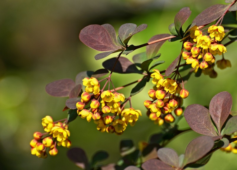 Common Barberry photo 3