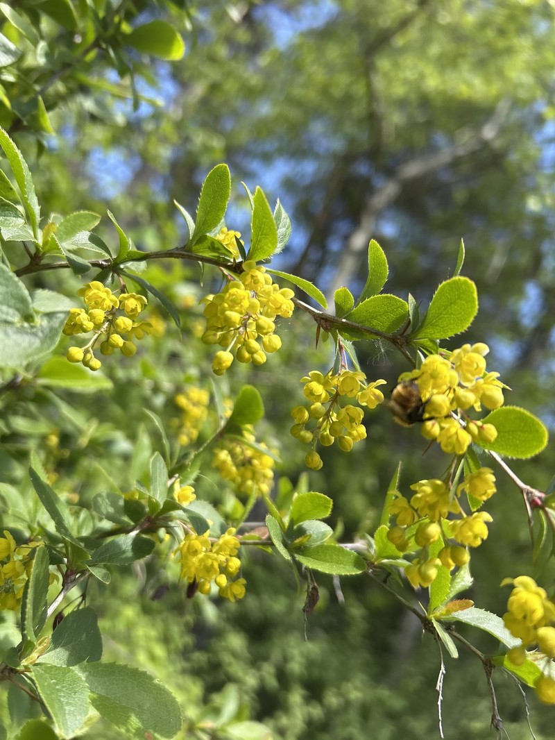 Berberis vulgaris subsp. vulgaris