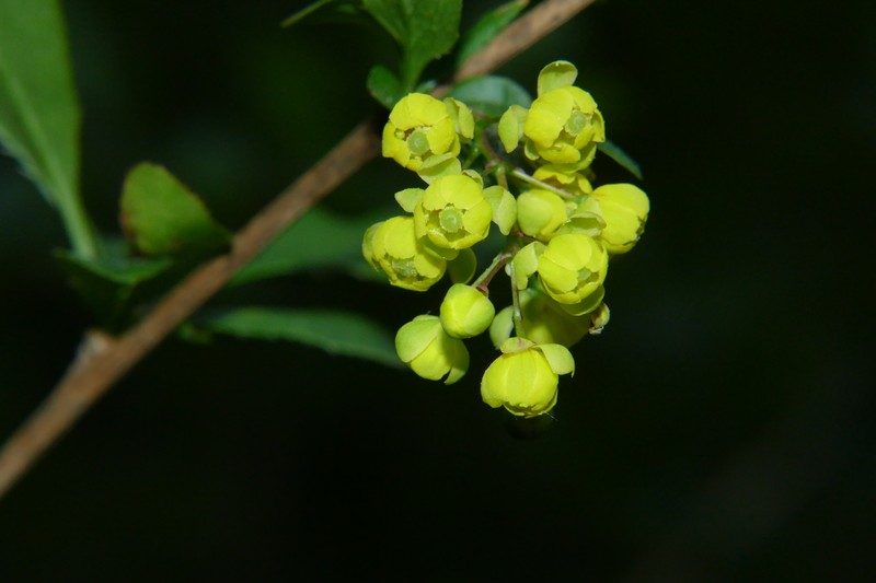 Berberis vulgaris subsp. vulgaris photo 2