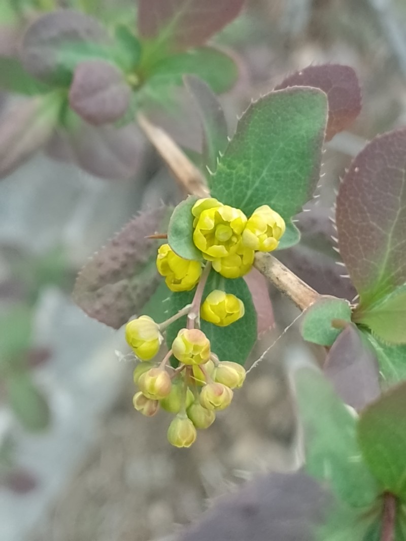 Berberis vulgaris subsp. vulgaris photo 3