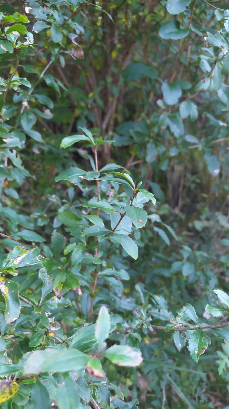 Berberis vulgaris subsp. vulgaris photo 4