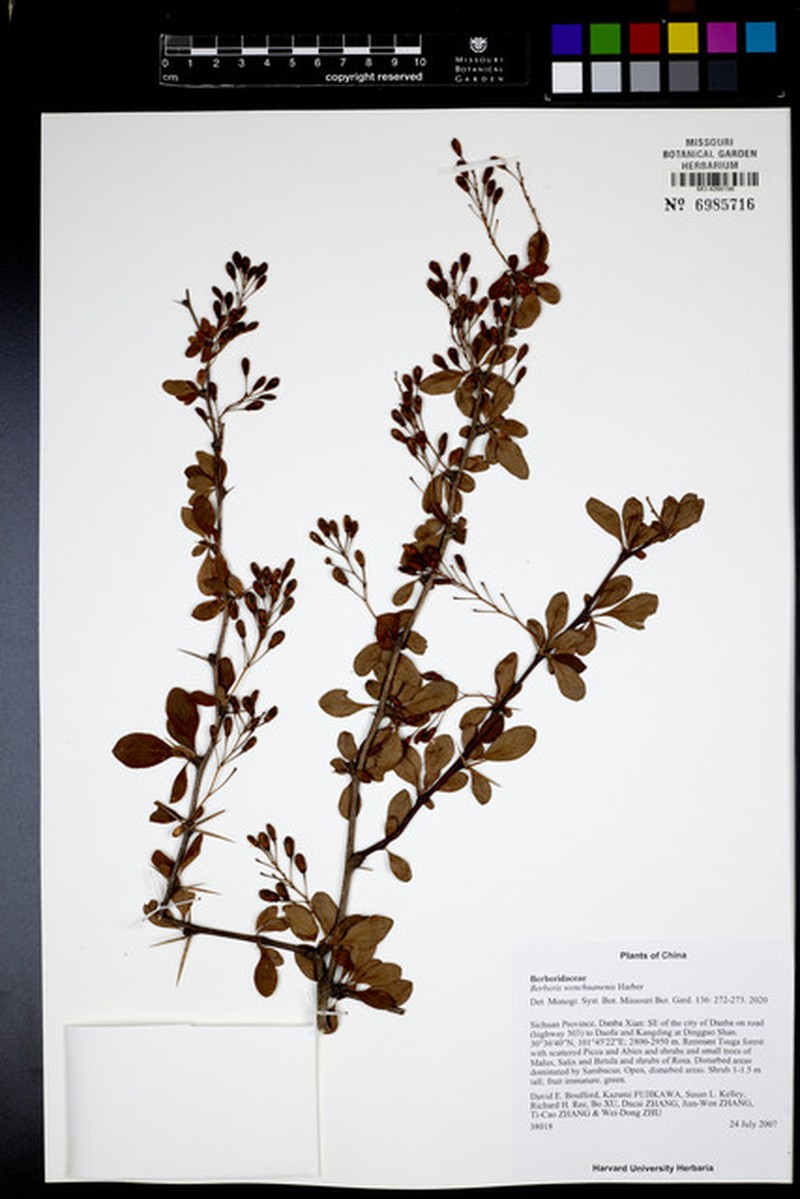Berberis wenchuanensis