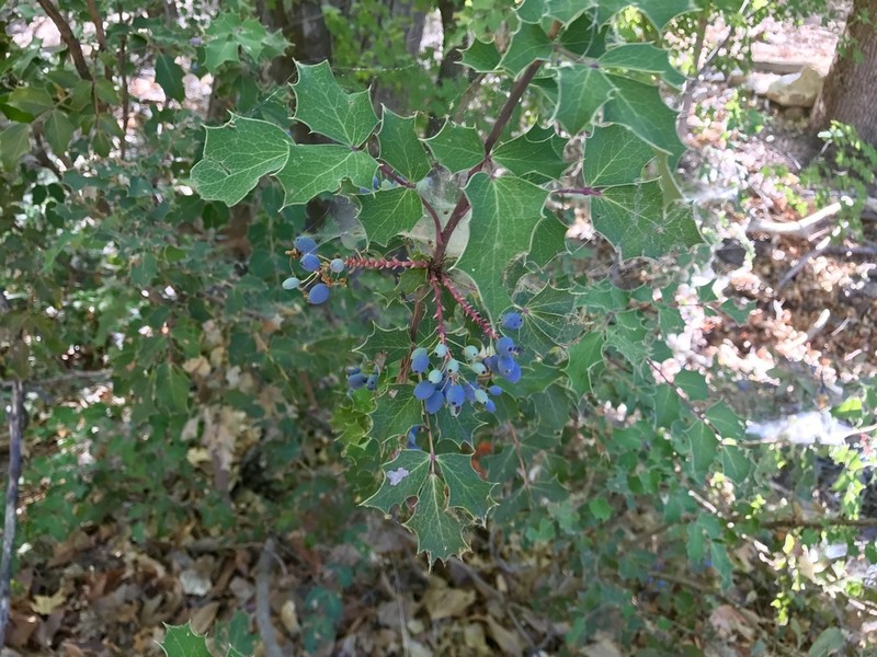 Wilcox's Barberry