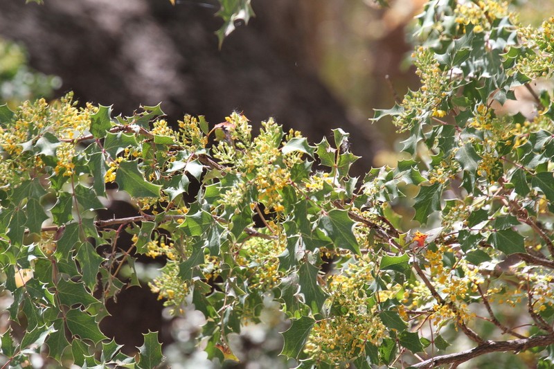 Wilcox's Barberry photo 2
