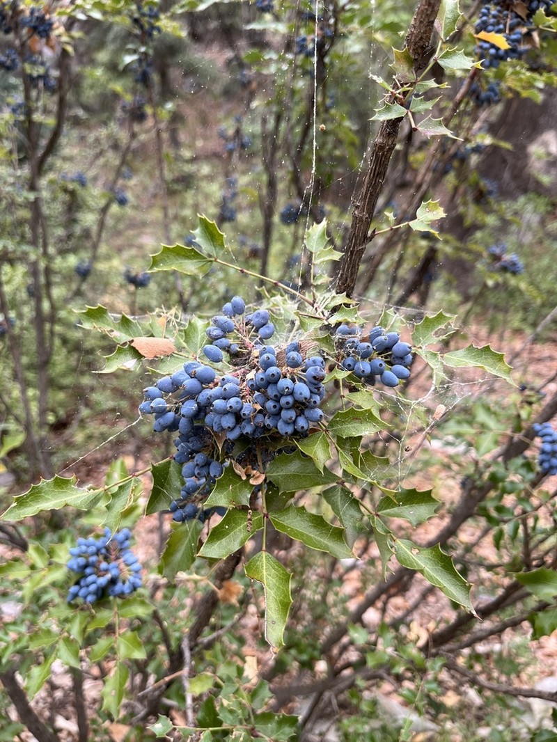 Wilcox's Barberry photo 3