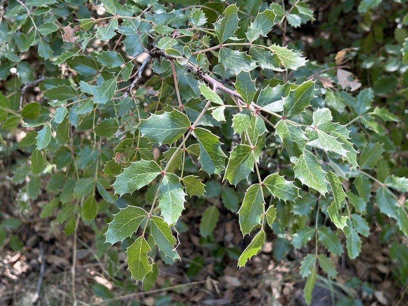 Wilcox's Barberry photo 4