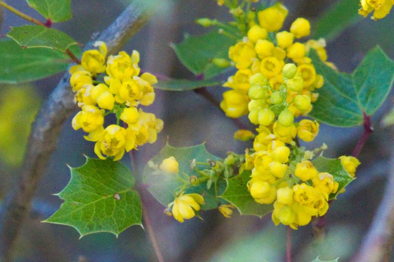 Wilcox's Barberry photo 5