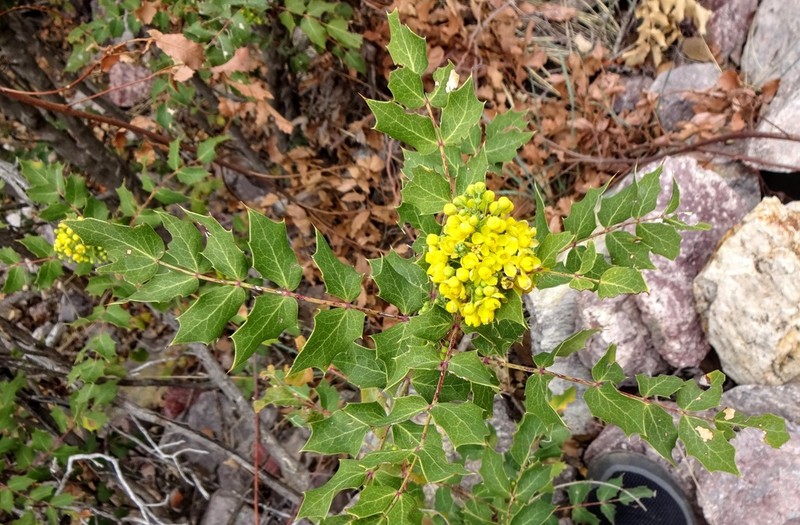 Wilcox's Barberry photo 6