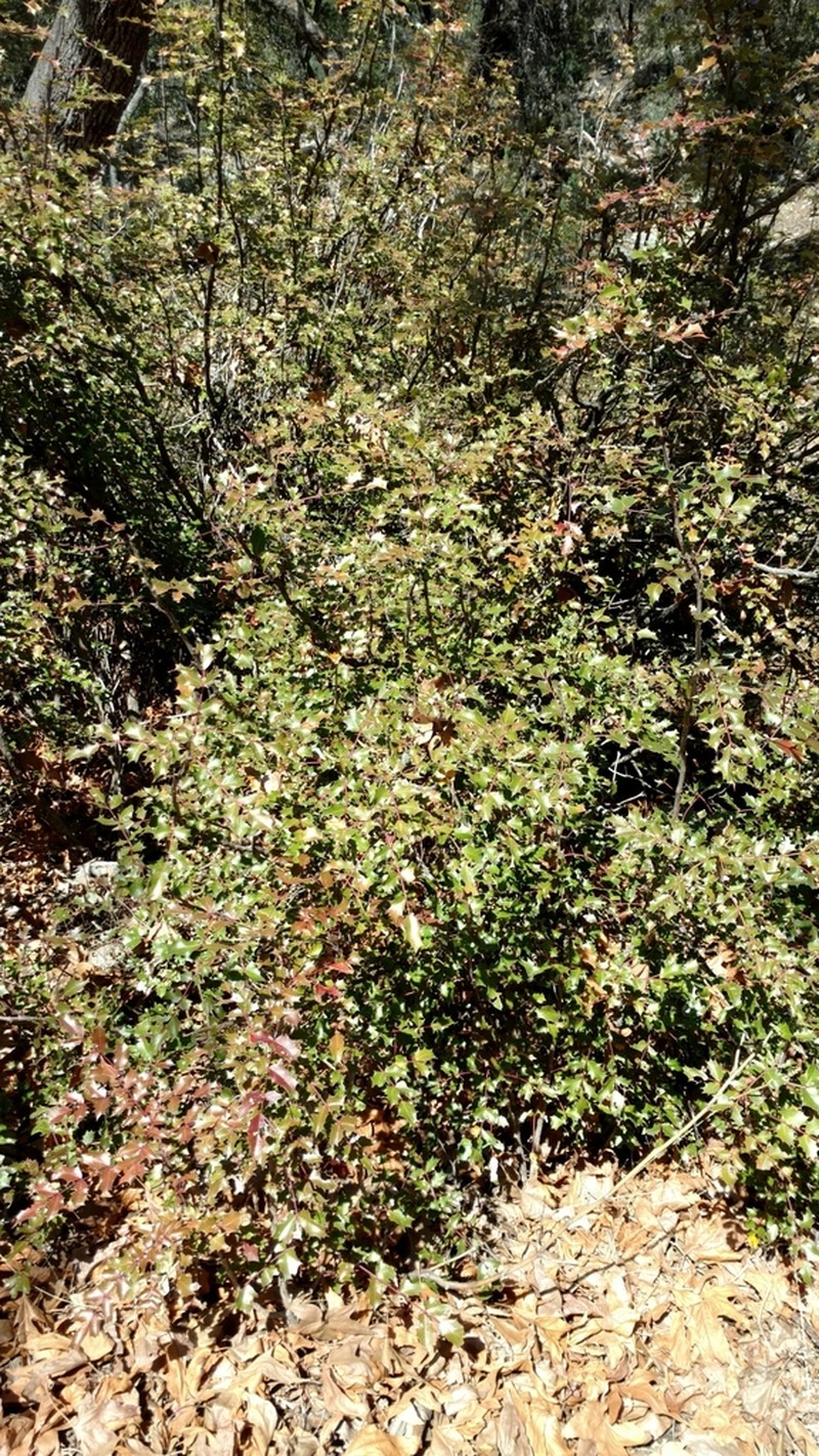 Wilcox's Barberry photo 8