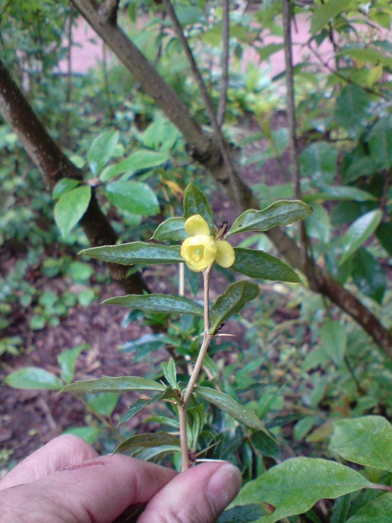Berberis wui
