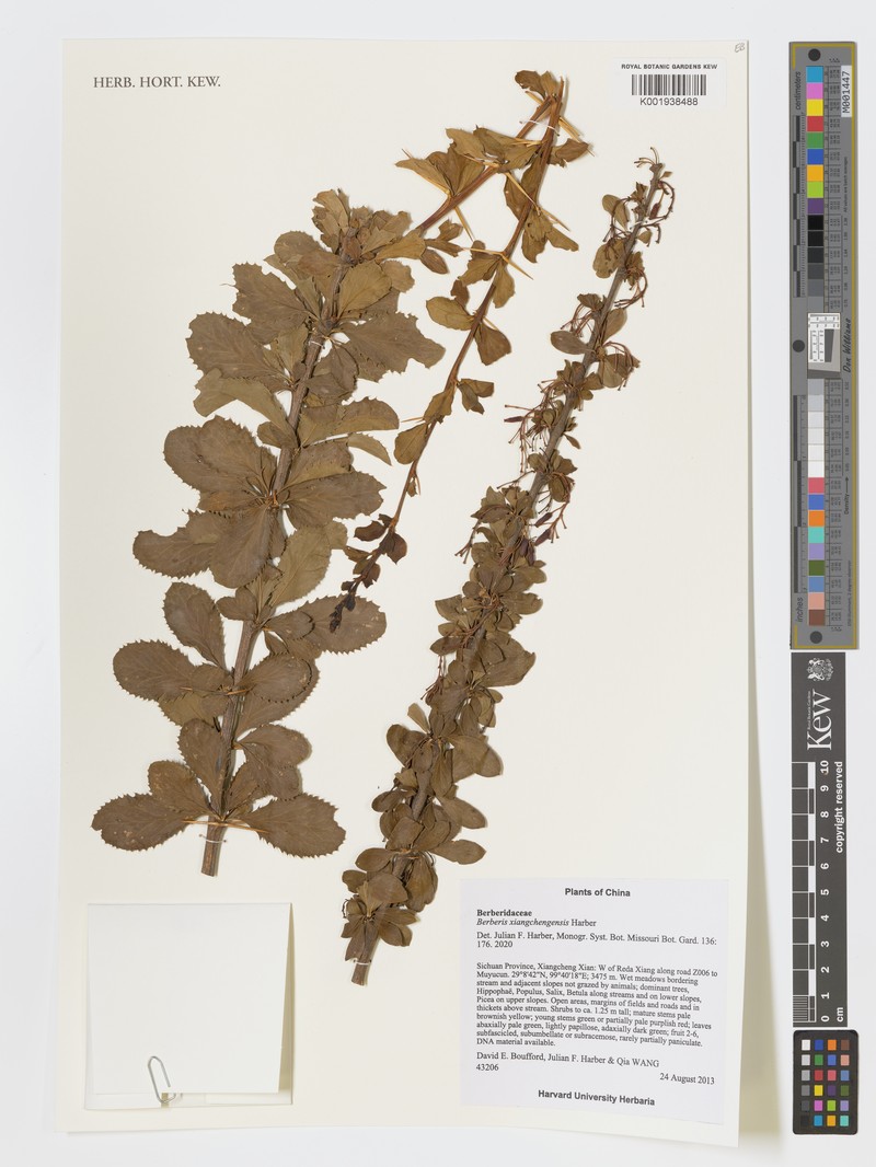 Berberis xiangchengensis