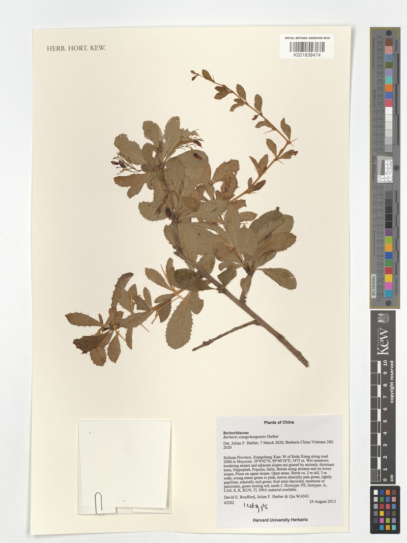 Berberis xiangchengensis photo 2