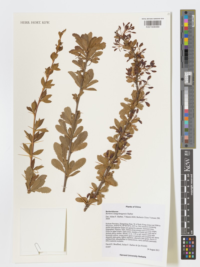 Berberis xiangchengensis photo 3