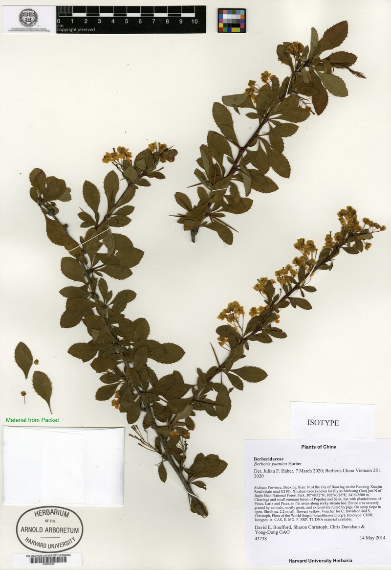 Berberis yaanica
