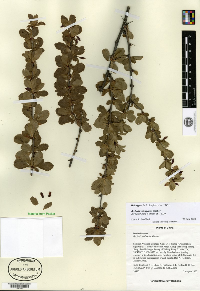 Berberis yalongensis