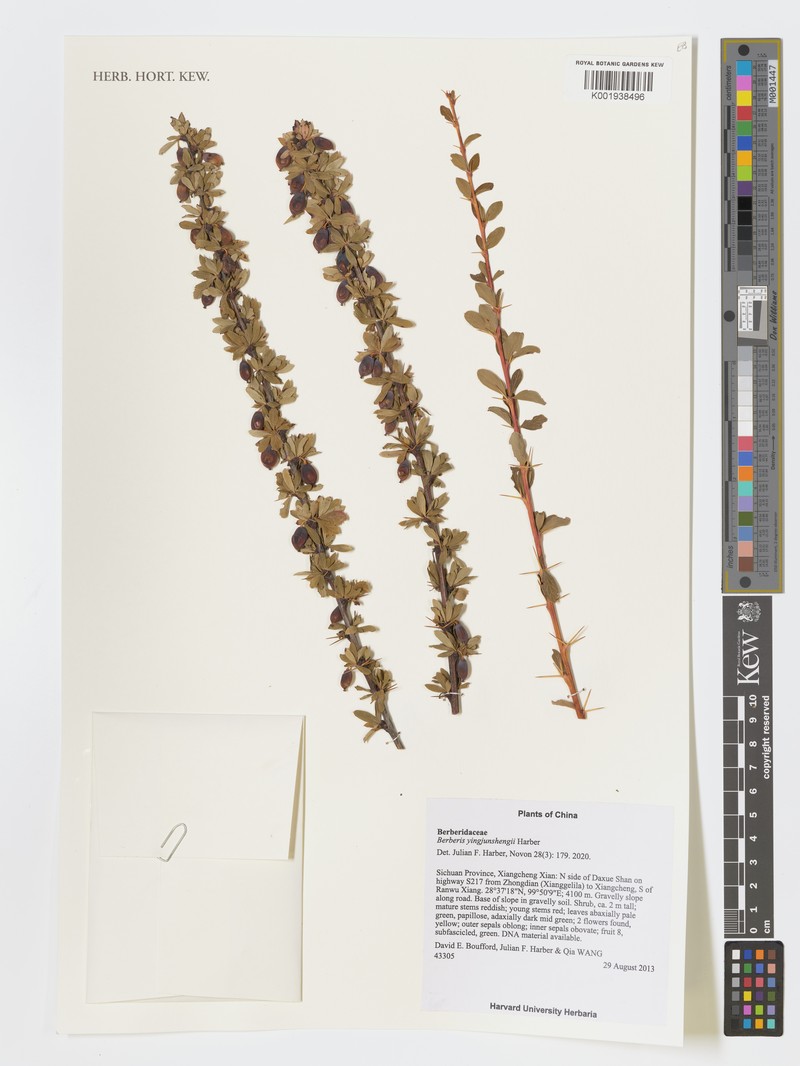 Berberis yingjunshengii