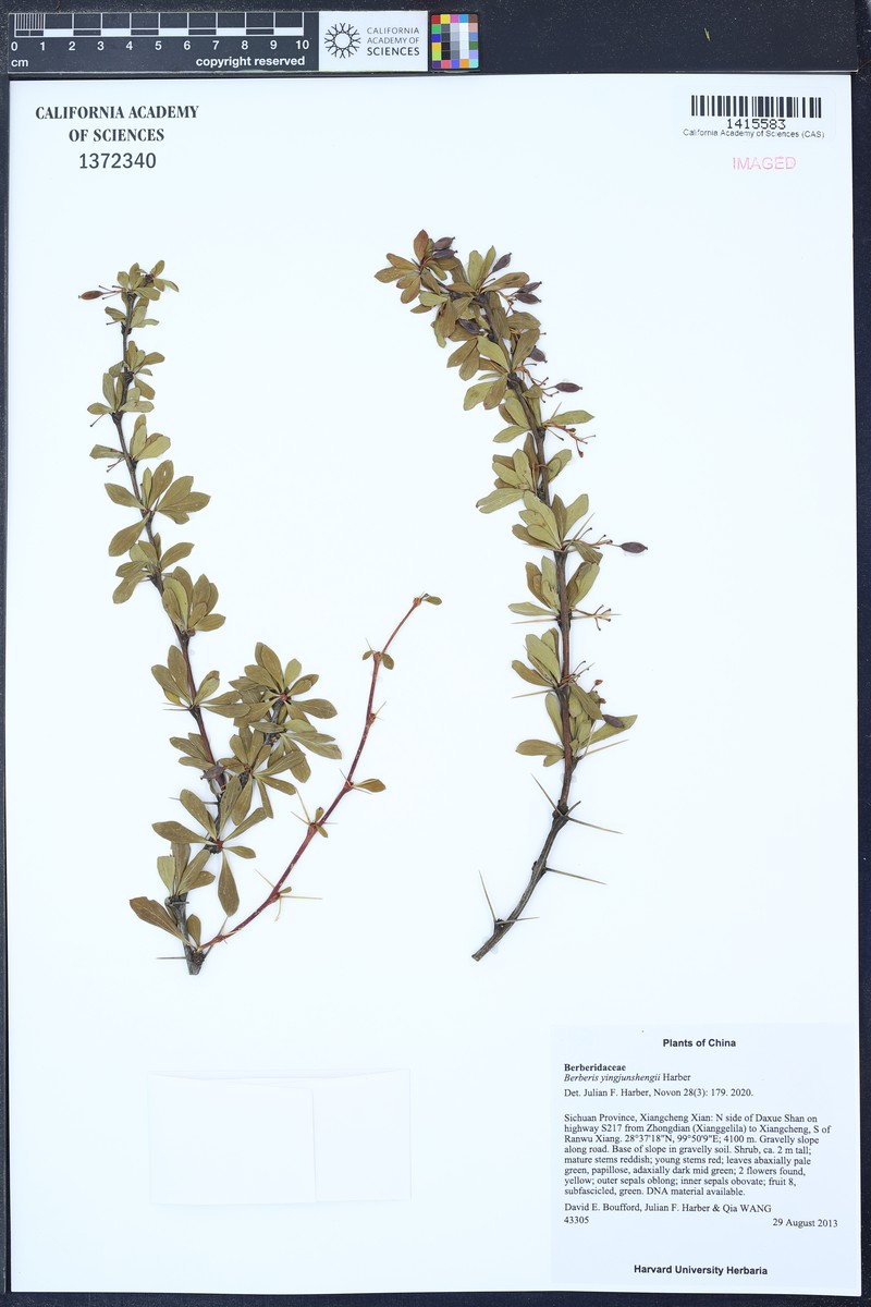 Berberis yingjunshengii photo 2