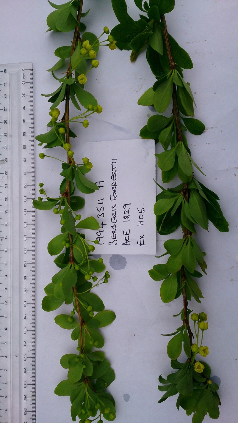 Berberis yingjunshengii photo 3