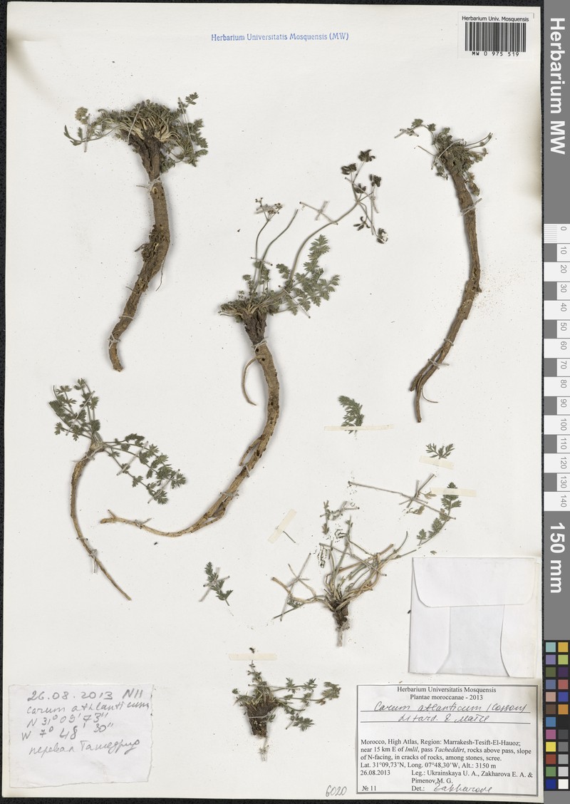 Berberocarum atlanticum